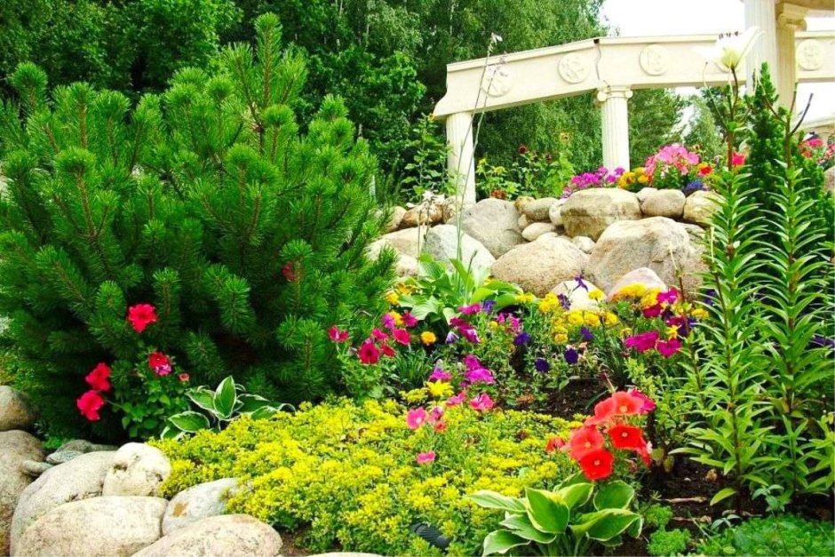 Сосна туя можжевельник