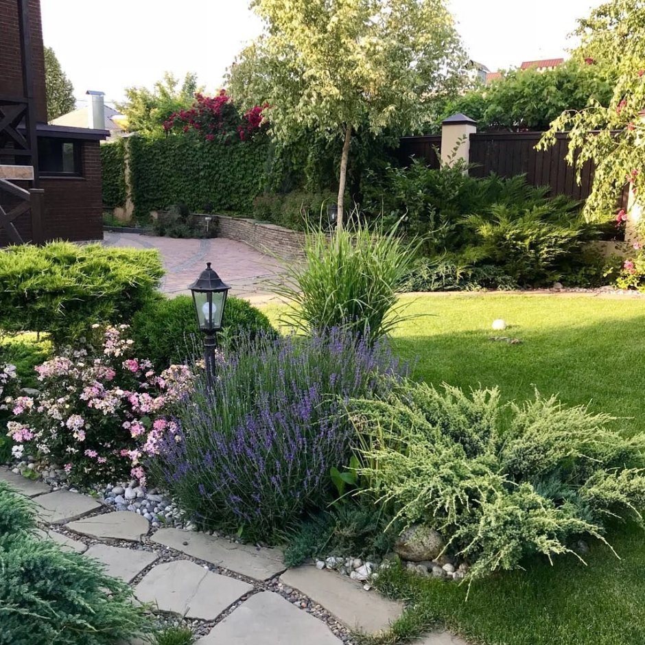 Сосна Горная ниваки