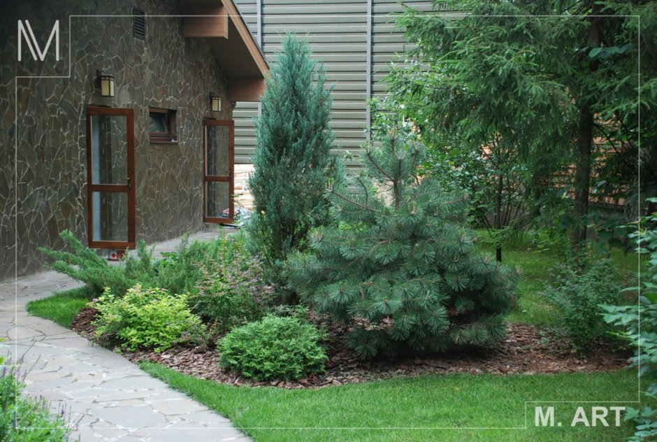 Дзержинский хвойники