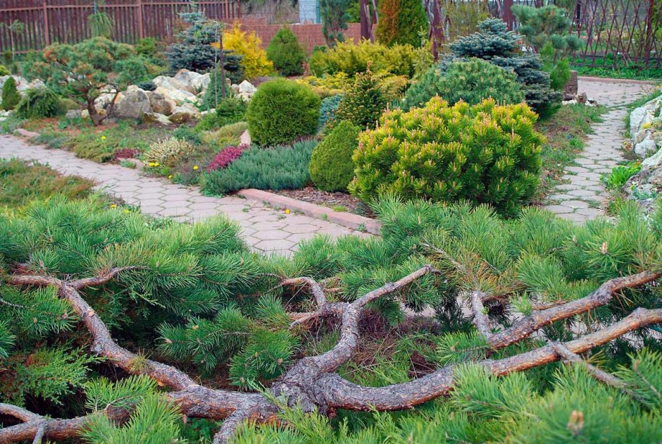 Сосна Горная Мугус в ландшафтном