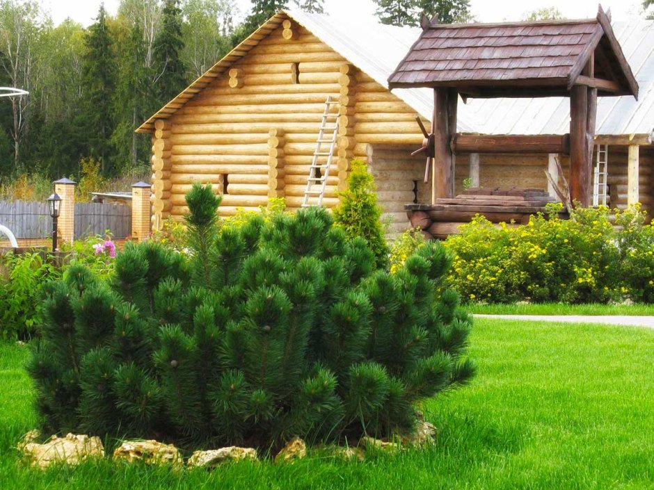 Туя Смарагд,сосна Горная