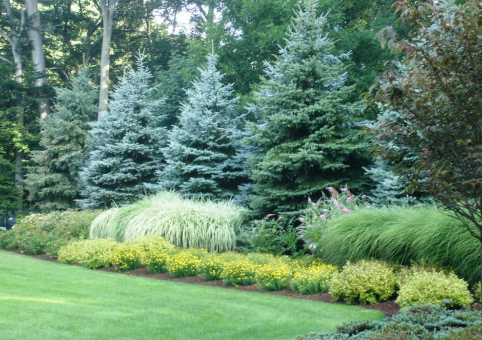 Туя Смарагд в ландшафтном