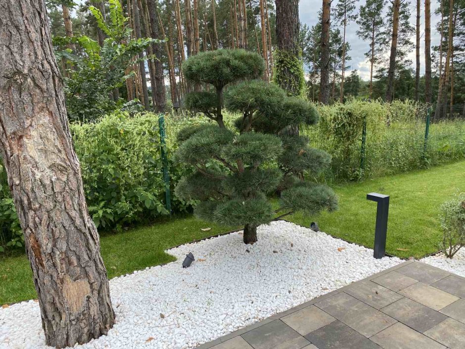 Пинарий хвойники