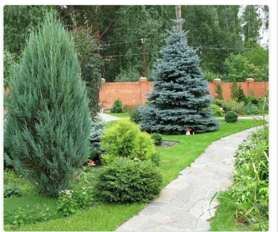 Минималистичный ландшафт хвойники