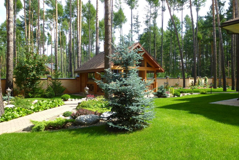 Хвойники сосна можжевельник