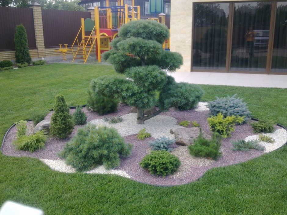 Можжевельник казацкий в миксбордере