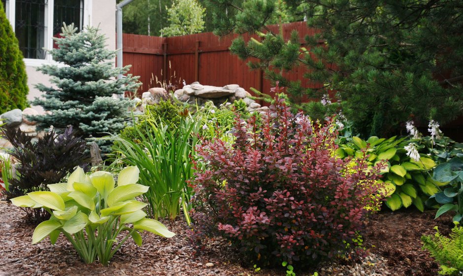 Миксбордер Хоста,Барбарис