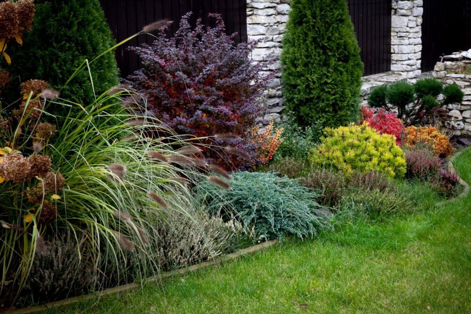 Барбарис Тунберга с розами