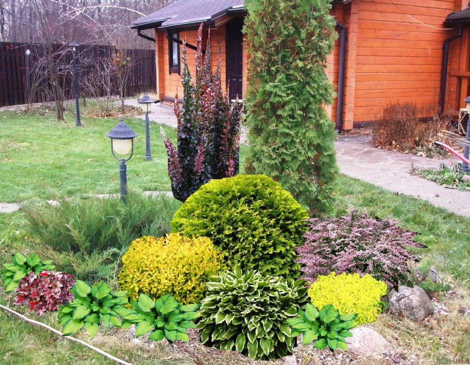 Барбарис Тунберга в ландшафте