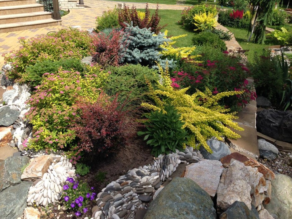 Барбарис Адмирейшн в ландшафтном