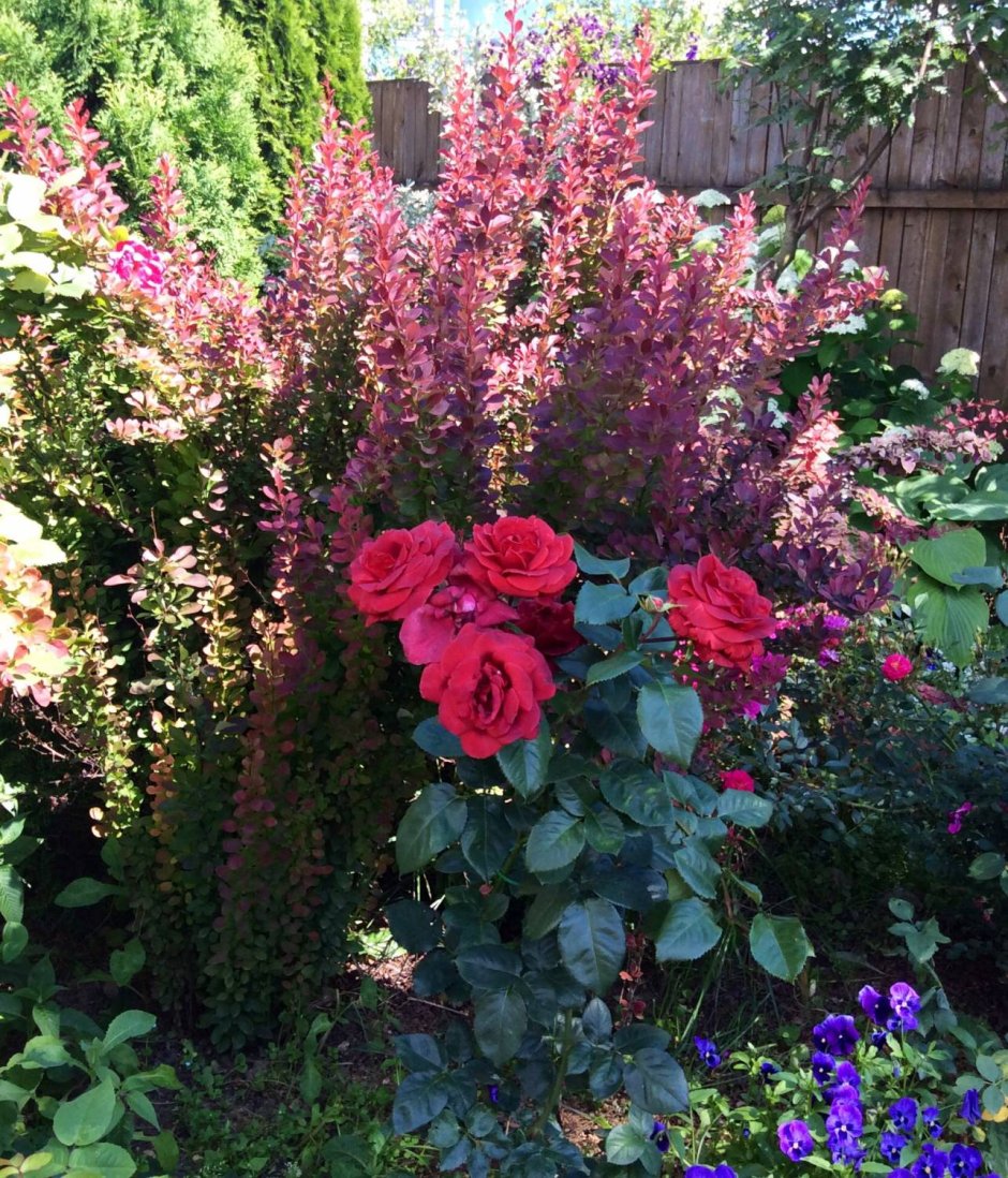 Барбарис Тунберга Фламинго