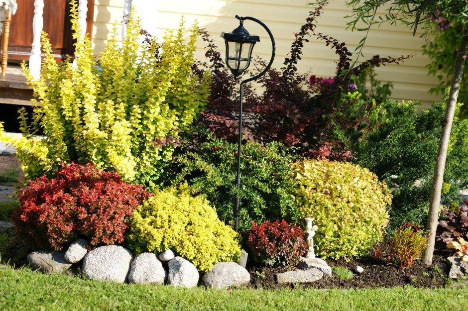 Барбарис Тунберга Атропурпуреа в миксбордере