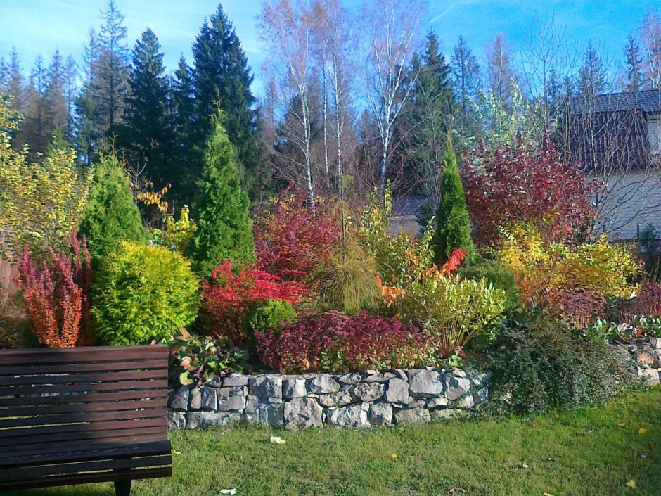 Туя Смарагд и Барбарис