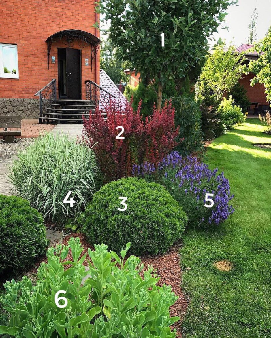 Барбарис Тунберга в ландшафте