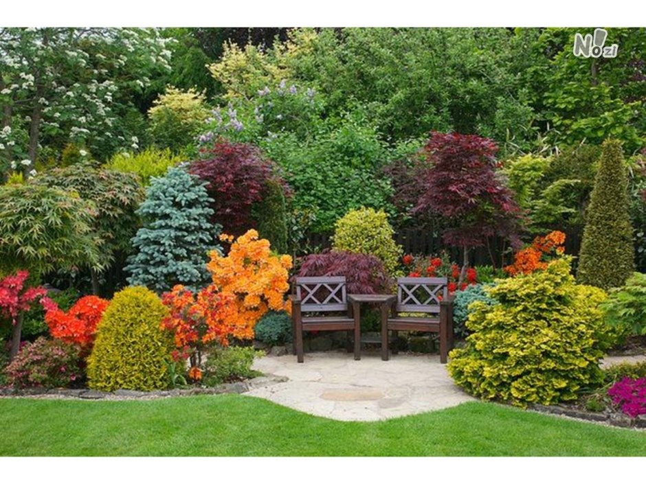 Туя Тунберга