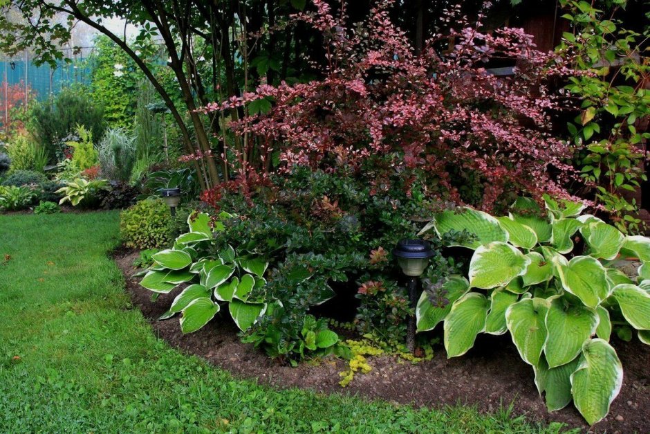 Барбарис Адмирейшн миксбордер