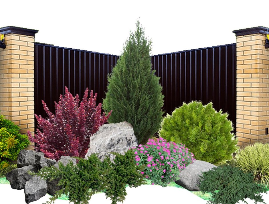 Барбарис Тунберга с хвойниками