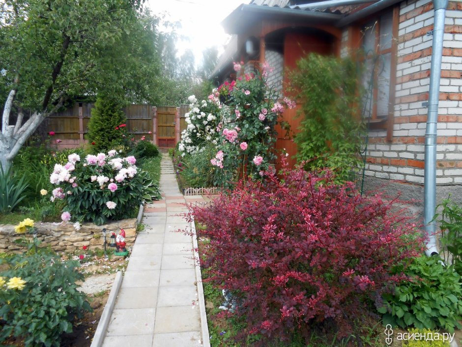 Клумба с кленом Гиннала