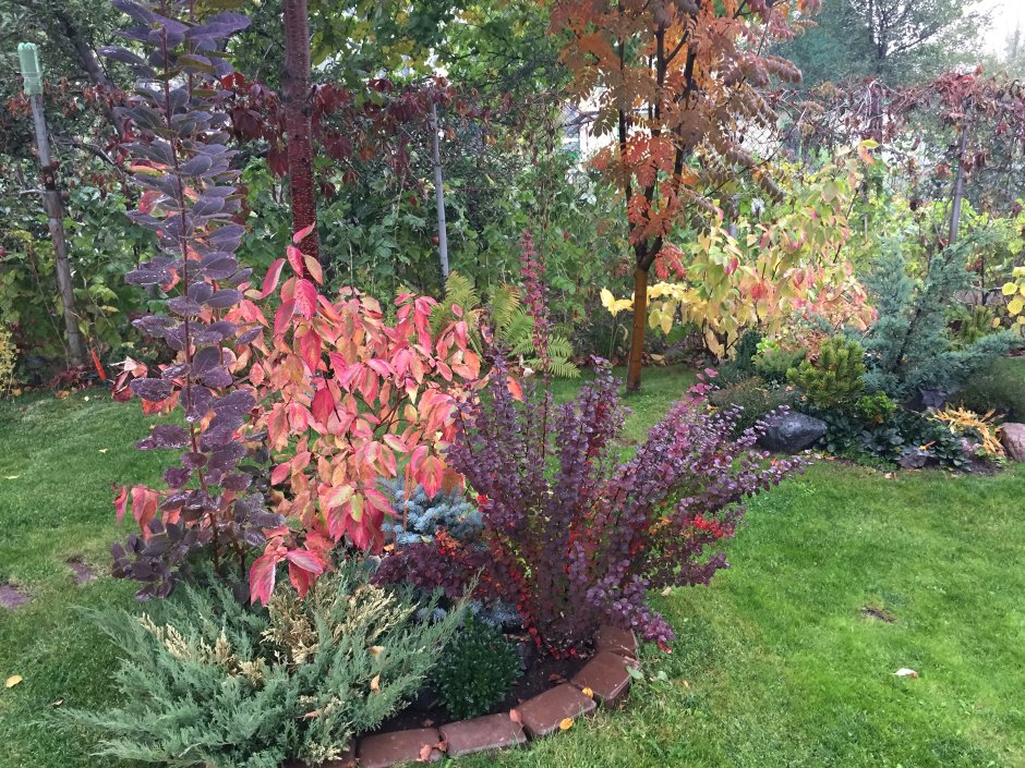 Клумба с барбарисом Тунберга