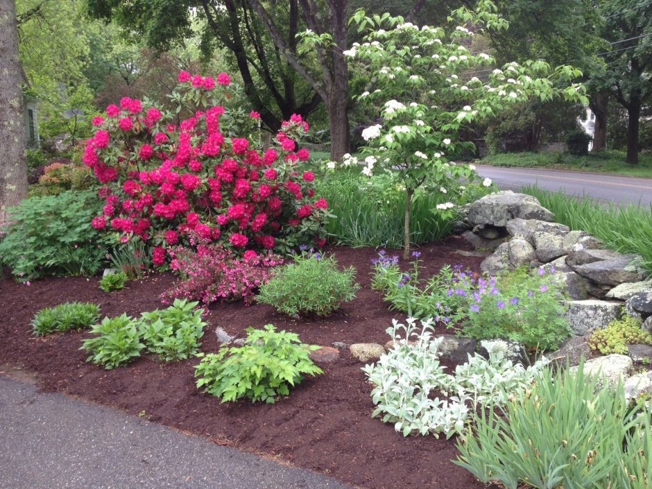 Барбарис Тунберга и можжевельник