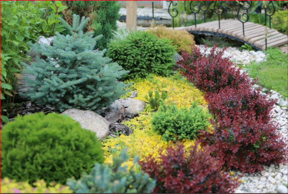 Туя можжевельник Барбарис ландшафтный