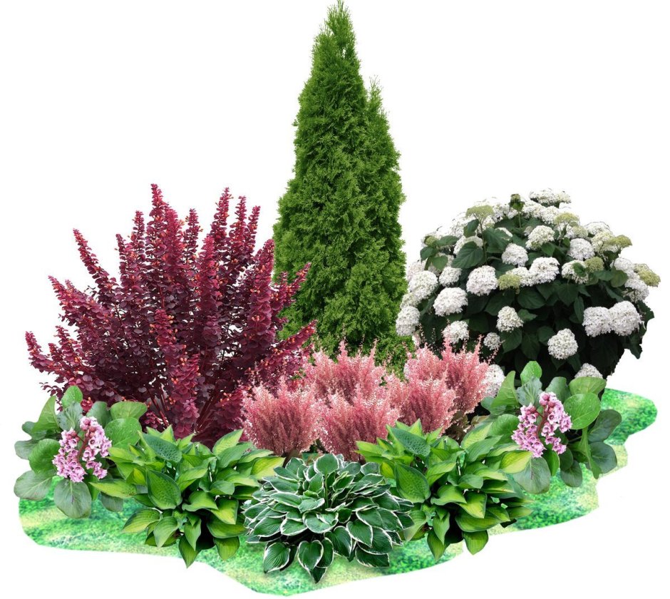 Барбарис ниваки