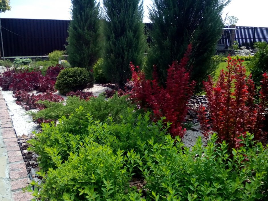 Туя бересклет скумпия миксбордер