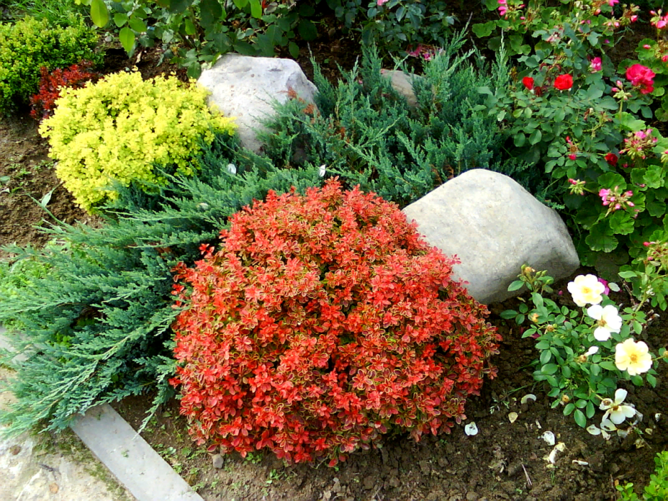 Пузыреплодник Барбарис дерен Живая изгородь