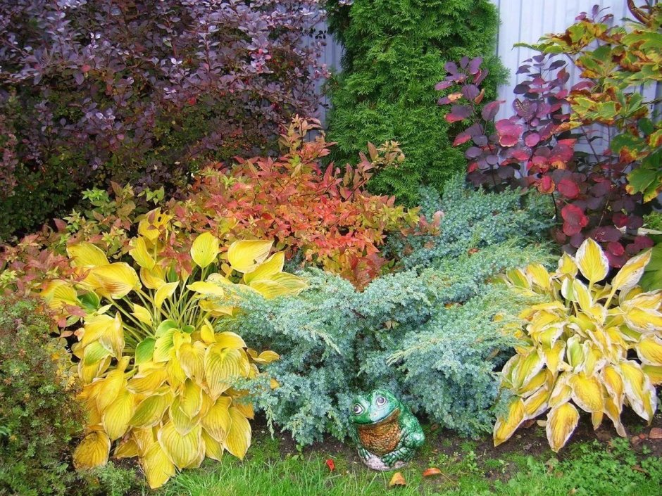 Вейгела Цветущая миксбордер