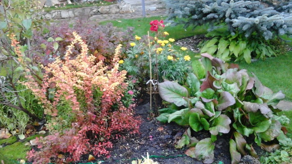 Барбарис Арлекин в ландшафтном дизайне