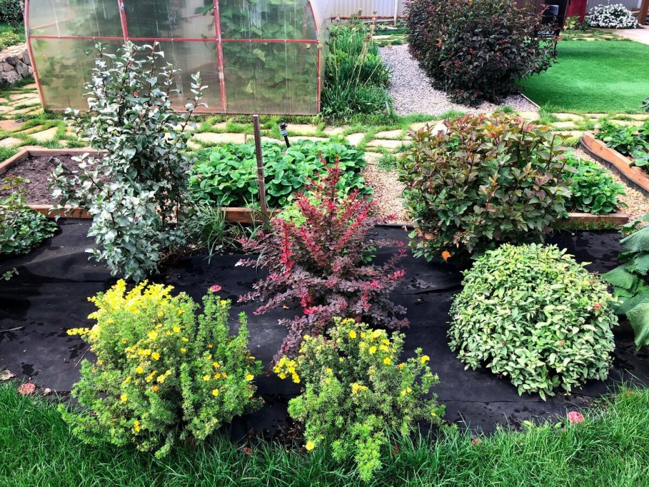 Форзиция спирея Барбарис