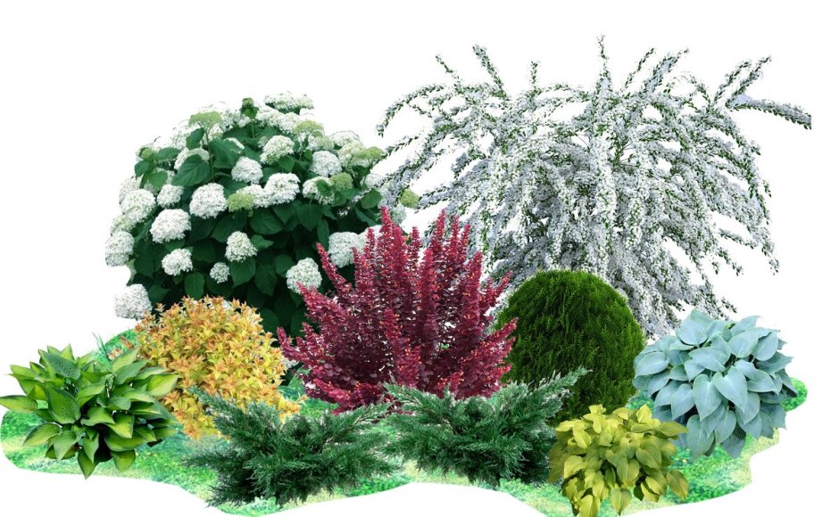 Туя Барбарис спирея