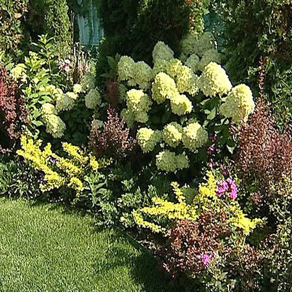 Клумба Барбарис пузыреплодник