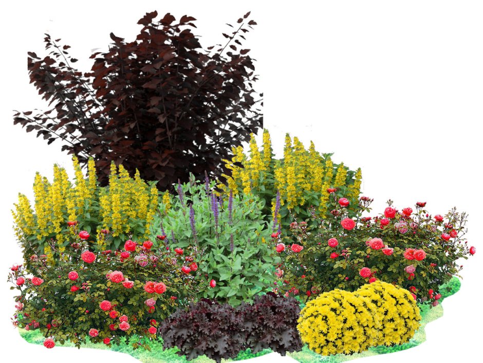 Барбарис Тунберга изгородь