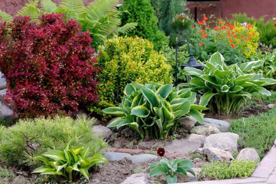 Барбарис.Тунберга рокарий