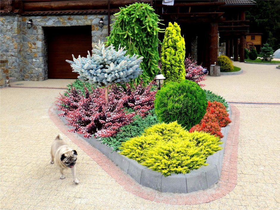 Туя бересклет скумпия миксбордер