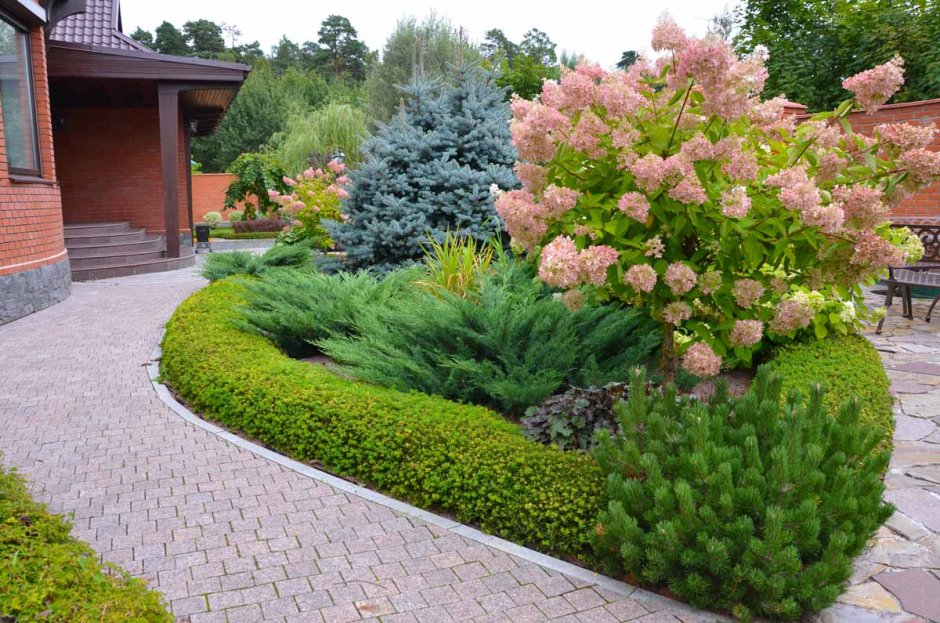 Барбарис Тунберга в цветнике