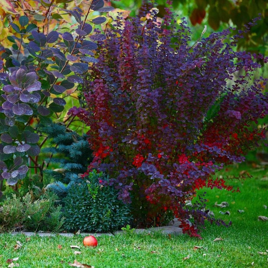 Композиции с можжевельником Блю Эрроу