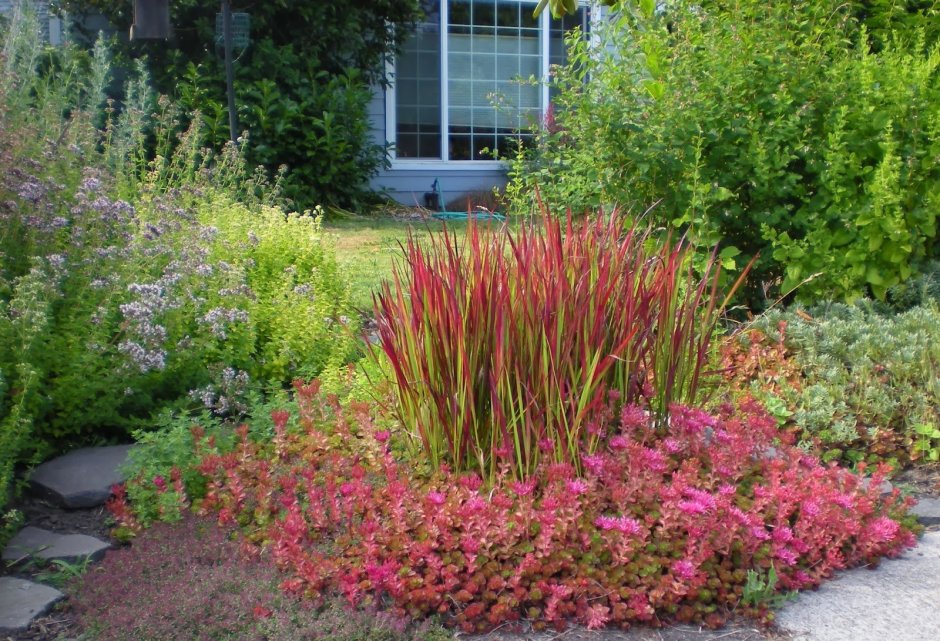 Барбарис обыкновенный в ландшафтном