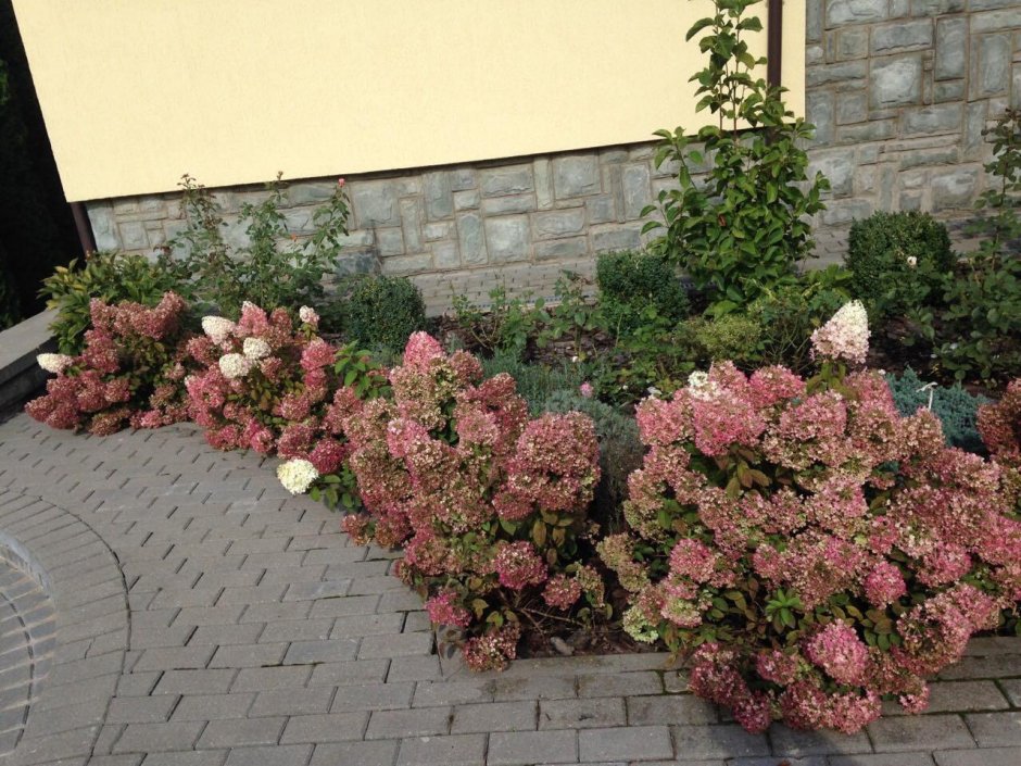 Императа ред Барон зимостойкость