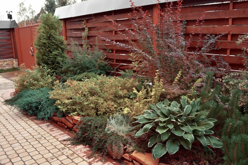 Пузыреплодник дерен миксбордер