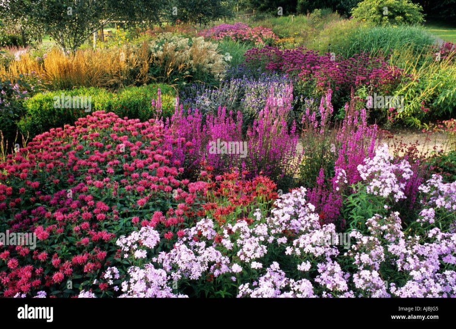 Миксбордер эхинацея тысячелистник