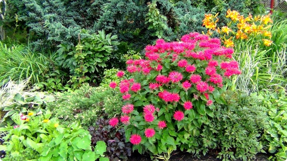 Монарда Пурпл Лейс