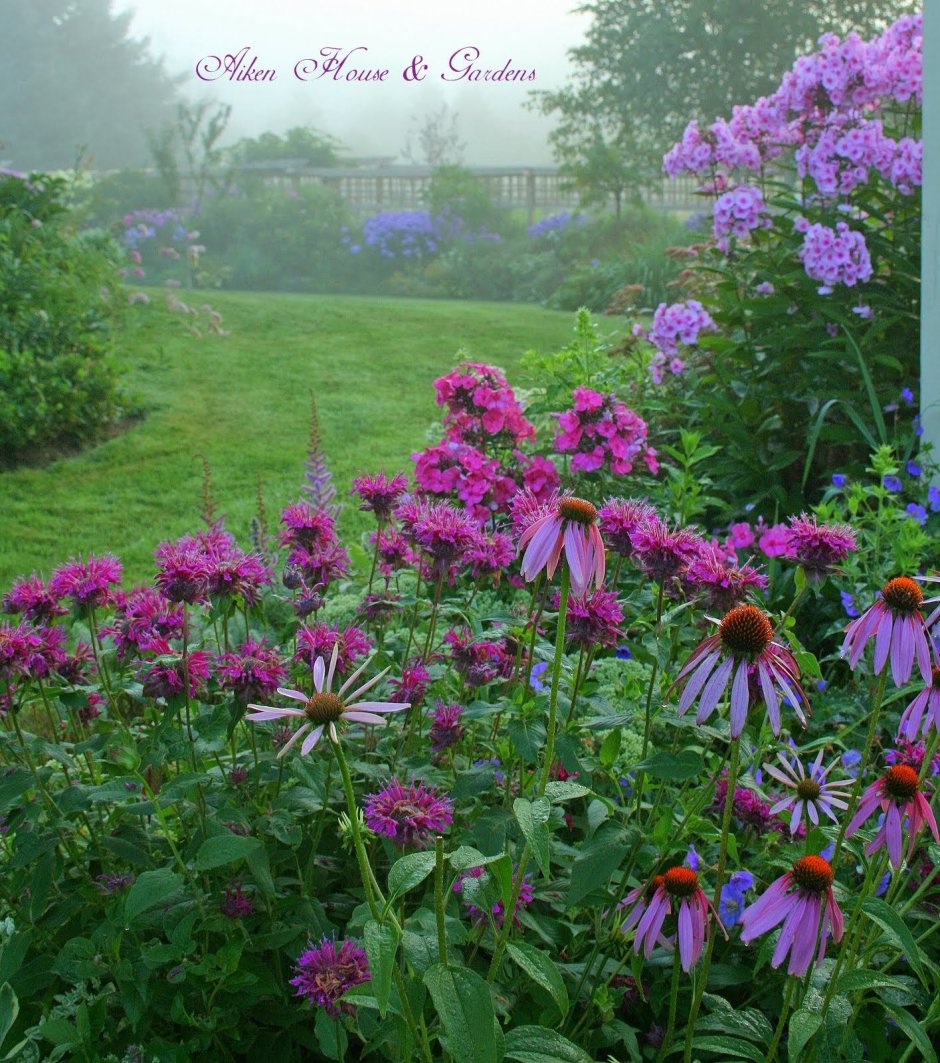 Космея в миксбордере