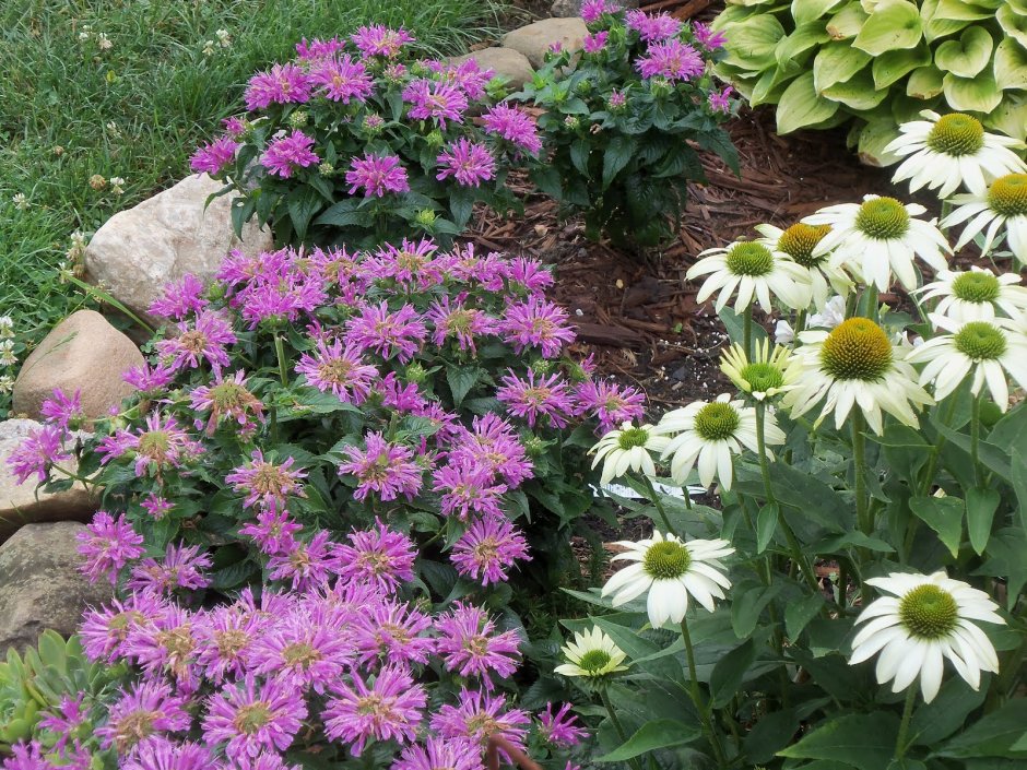 Англо-русская Цветочная ферма Переславль