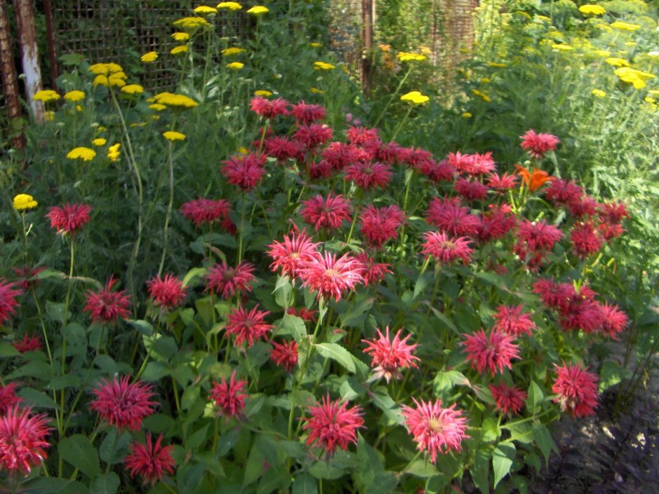 Монарда гибридная махогани