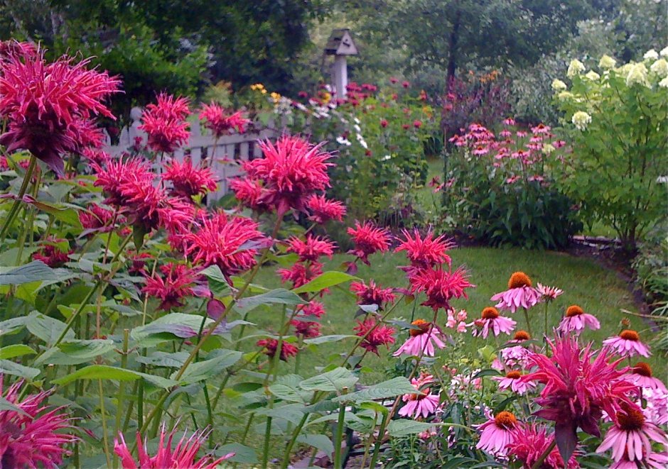 Эхинацея пурпурная в миксбордере