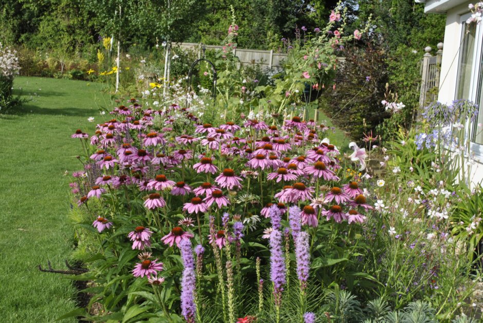 Эхинацея тысячелистник монарда