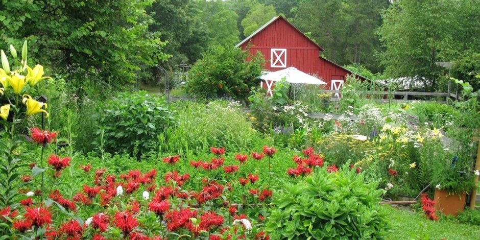 Монарда и эхинацея