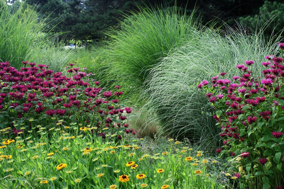 Монарда с хостами